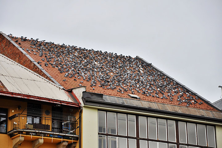 A2B Pest Control are able to install spikes to deter birds from roofs in Sleaford. 