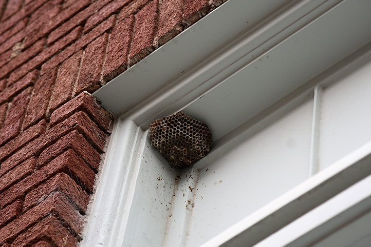 We provide a wasp nest removal service for domestic and commercial properties in Sleaford.